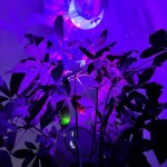 چراغ خواب Octagon مدل 2731 دارای درگاه کارت حافظه TF برای پخش مستقیم موسیقی